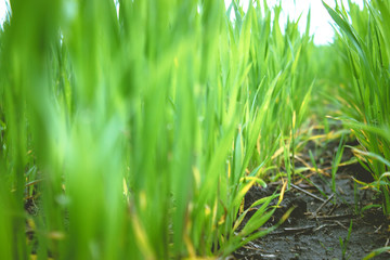 Young seedlings of wheat and barley growing in the field.