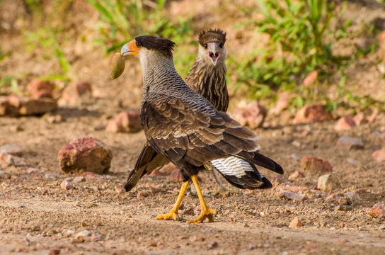 Pantanal do Mato Grosso do Sul