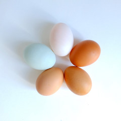 Difference color shade of chicken egg and duck egg arranged in a circle