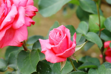 日本の植物園のピンク色のバラ