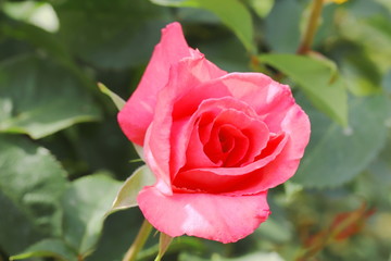 日本の植物園のピンク色のバラ