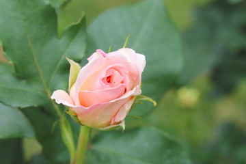 日本の植物園のピンク色のバラ