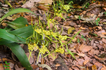 flora selva