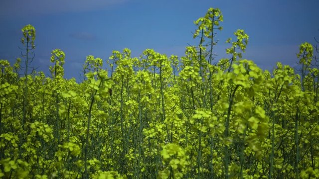 Field of rapeseed, canola or colza (Brassica napus), Ukraine