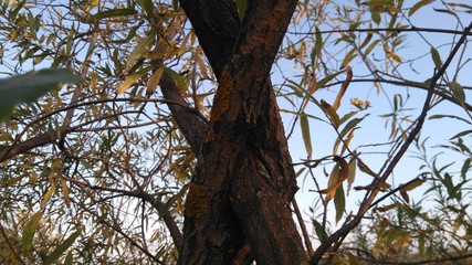 plexus of branches