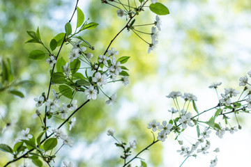 Flowering cherry. Cherry blossoms