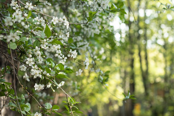 Flowering cherry. Cherry blossoms
