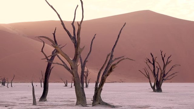 Amazing dead trees silhouetted at dawn at Deadvlei and Sossusvlei in Namib Naukluft National Park, Namib desert, Namibia.