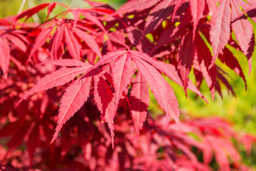 Beautiful red leaves of the Japanese maple or Acer japonicum on a sunny day. Ornamental trees and shrubs with red leaves for gardens and landscape design.