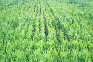 Wheat shoots grow in the field.