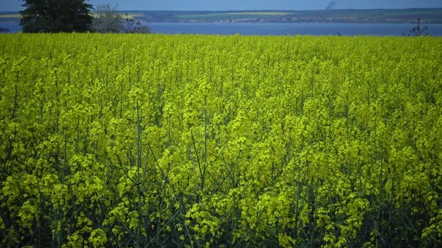 Field of rapeseed, canola or colza (Brassica napus), Ukraine