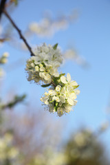 blooming cherry