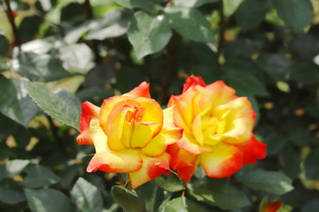 黄色の花びらをふちどるピンク色　２色の可愛いバラ