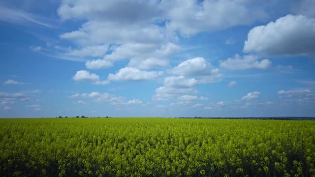 Field of rapeseed, canola or colza (Brassica napus), Ukraine