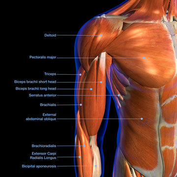 Abdominal Muscle Anatomy Male : Male Abdomen Muscles Anatomy