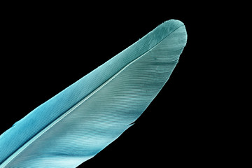 Feather isolated on black background