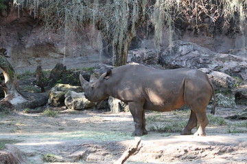 Obraz premium Rhinoceros