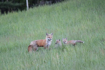 Obraz premium Fox and kits