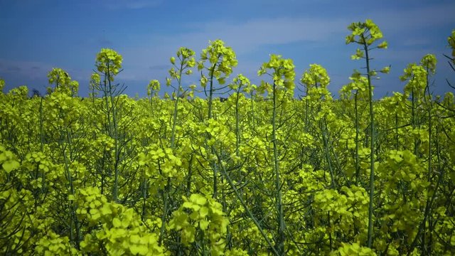 Field of rapeseed, canola or colza (Brassica napus), Ukraine