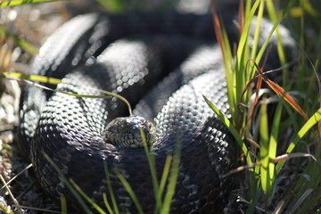 coiled snake