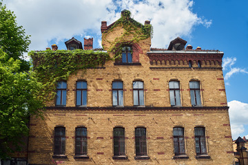 brick wall of a historic building covered with ivy in Poznan.