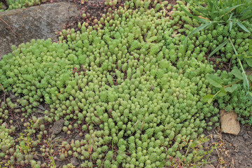 Moss stonecrop Sedum.  Covers the ground like a carpet. Juicy light green color. Beautiful succulent. Grows on the street. It's spring. Krasnodar region.