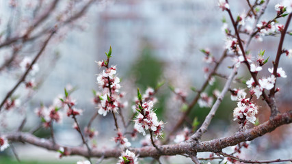 Beautiful natural background. Summer, spring concepts. Fresh cherry flowers in the gentle rays of the warm sun. Copy space. Template for design. Soft focus