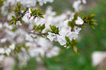 Beautiful natural background. Summer, spring concepts. Fresh cherry flowers in the gentle rays of the warm sun. Copy space. Template for design. Soft focus