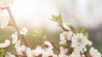 Beautiful nature background. Summer, spring concepts. Copy space. Branches of blossoming cherry in nature in the rays of the sunset warm sunlight with beautiful sparkling bokeh. Template for design