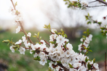 Beautiful nature background. Summer, spring concepts. Copy space. Branches of blossoming cherry in nature in the rays of the sunset warm sunlight with beautiful sparkling bokeh. Template for design