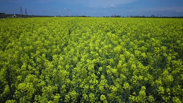 Field of rapeseed, canola or colza (Brassica napus), Ukraine