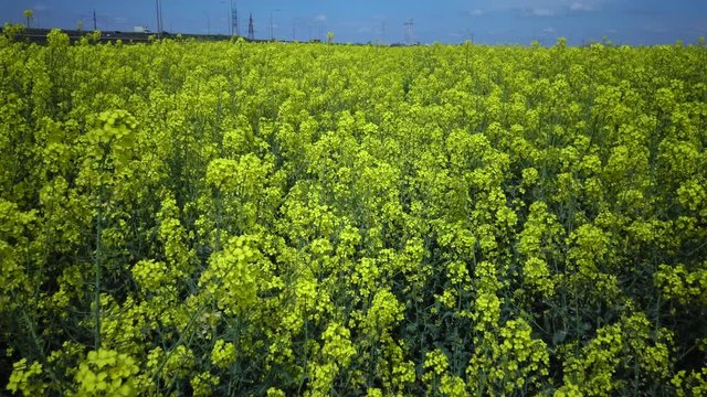 Field of rapeseed, canola or colza (Brassica napus), Ukraine