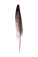 Beautiful feather isolated on white background 