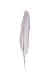 Simple white feather on a white background
