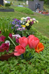 Blumen im Frühling auf einem Grab - Friedhof