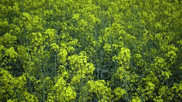 Flowering rapeseed canola or colza (Brassica napus), Ukraine