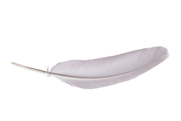 Simple white feather on a white background