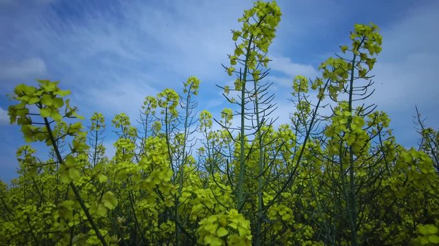 Flowering rapeseed canola or colza (Brassica napus), Ukraine