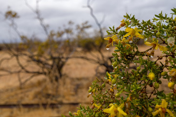 yellow flowers on a tree