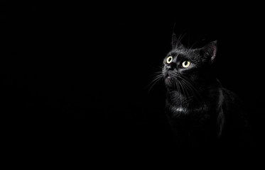 Portrait of a black cat in studio on black wall background with copy space