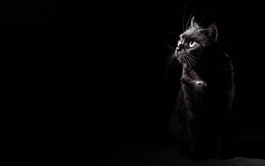 Rolgordijnen Portrait of a black cat in studio on black wall background with copy space © pavel siamionov