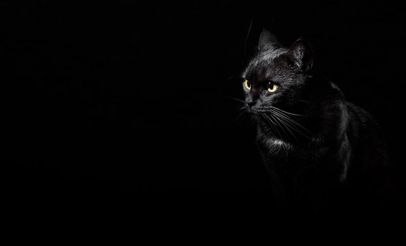 Portrait of a black cat in studio on black wall background with copy space