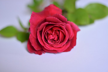 red rose on white background