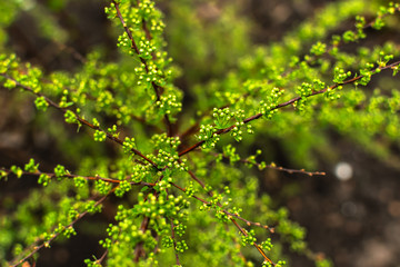 garden plant with small flowers green twigs