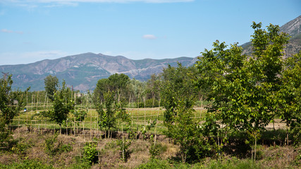 Fototapeta na wymiar Orchard in the background of the mountain.. Photo of nature