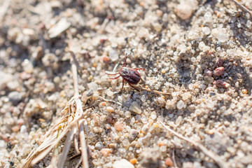 The mite sits on a ground. Insect, dangerous parasite and a carrier of infections.