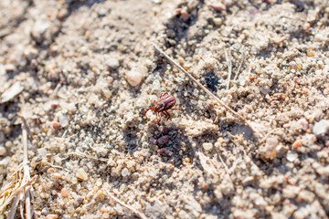 The mite sits on a ground. Insect, dangerous parasite and a carrier of infections.