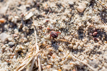 The mite sits on a ground. Insect, dangerous parasite and a carrier of infections.