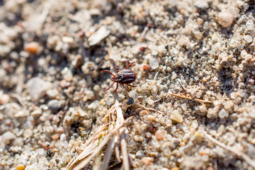 The mite sits on a ground. Insect, dangerous parasite and a carrier of infections.