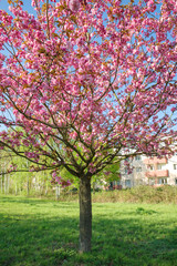 Japanese cherry blossom trees in full bloom